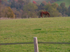 Les Ecuries du Mont d'or